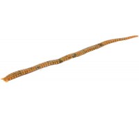 Лиманские черви Marukyu Power Sakura Isome (Brown) L нереис 11 см (15 шт)
