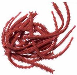 Marukyu Isome IS04 L (Red sandworm) нереис 18470097 фото 