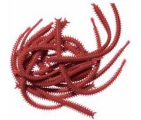 Лиманские черви Marukyu Isome IS4 (Red sandworm) L нереис 11 см (15 шт)